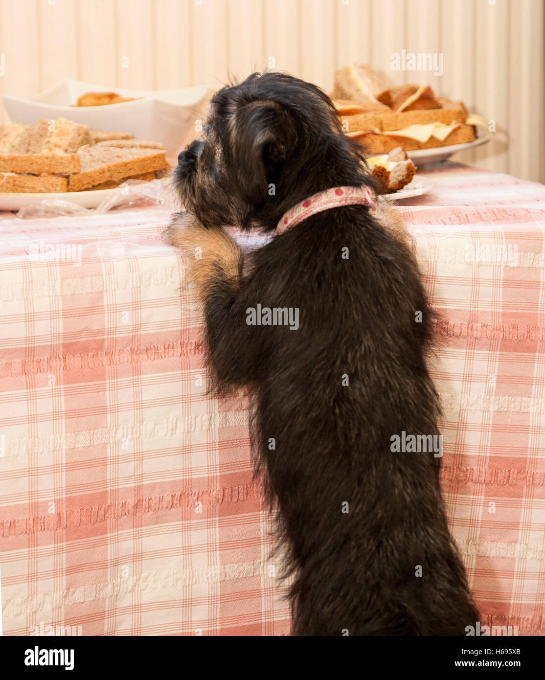 Cute puppy dog at dining table Stock Photo