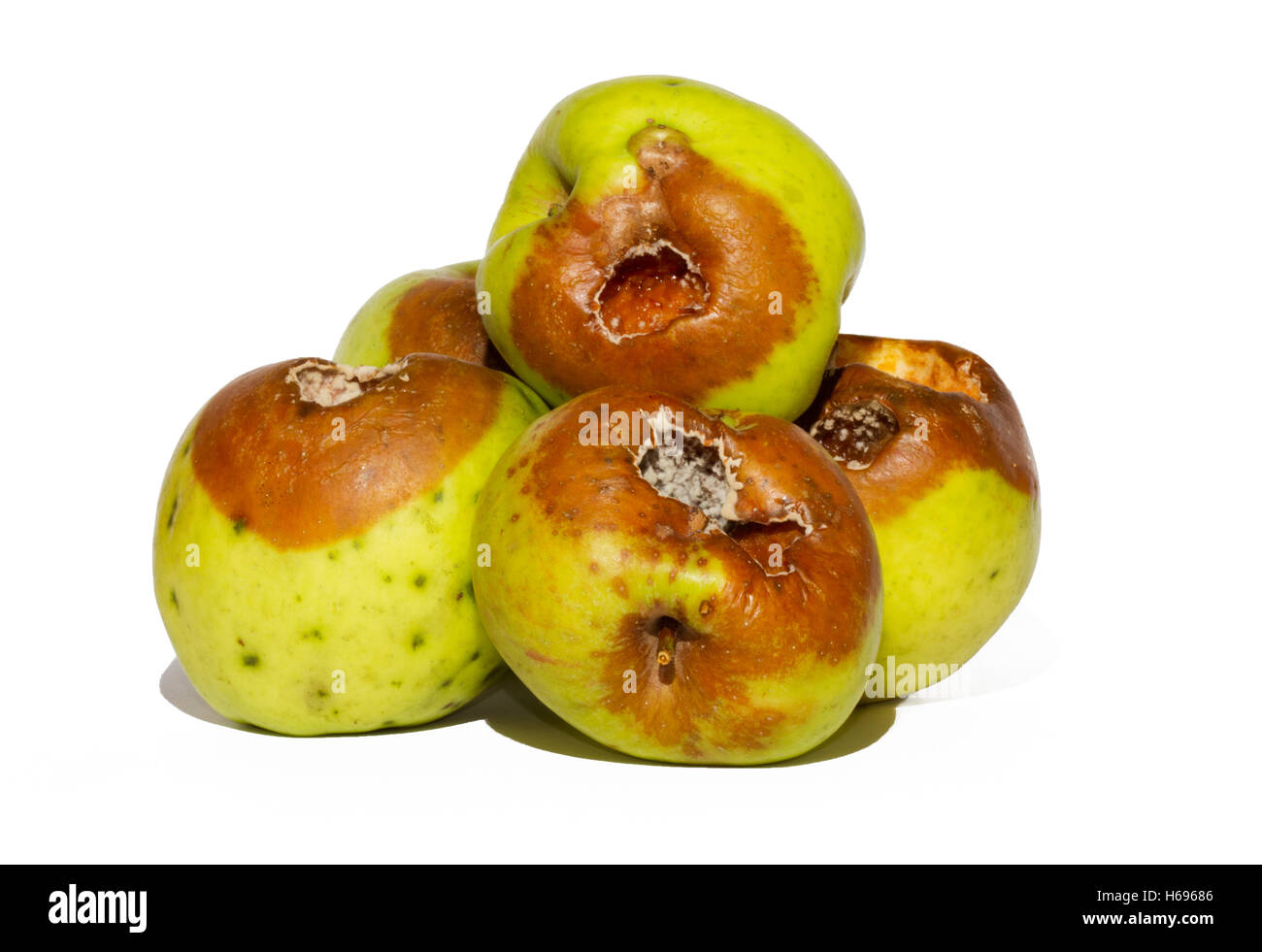 Five rotten apples on a white background Stock Photo