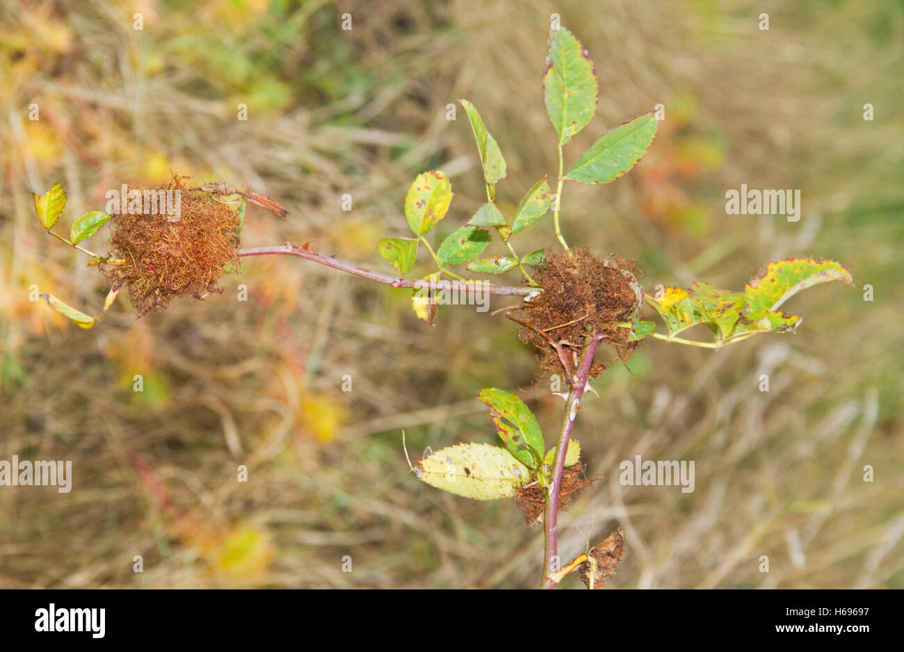 Rose bedeguar gall or Moss gall on Field rose, caused by the gall wasp Diplolepis rose Stock Photo
