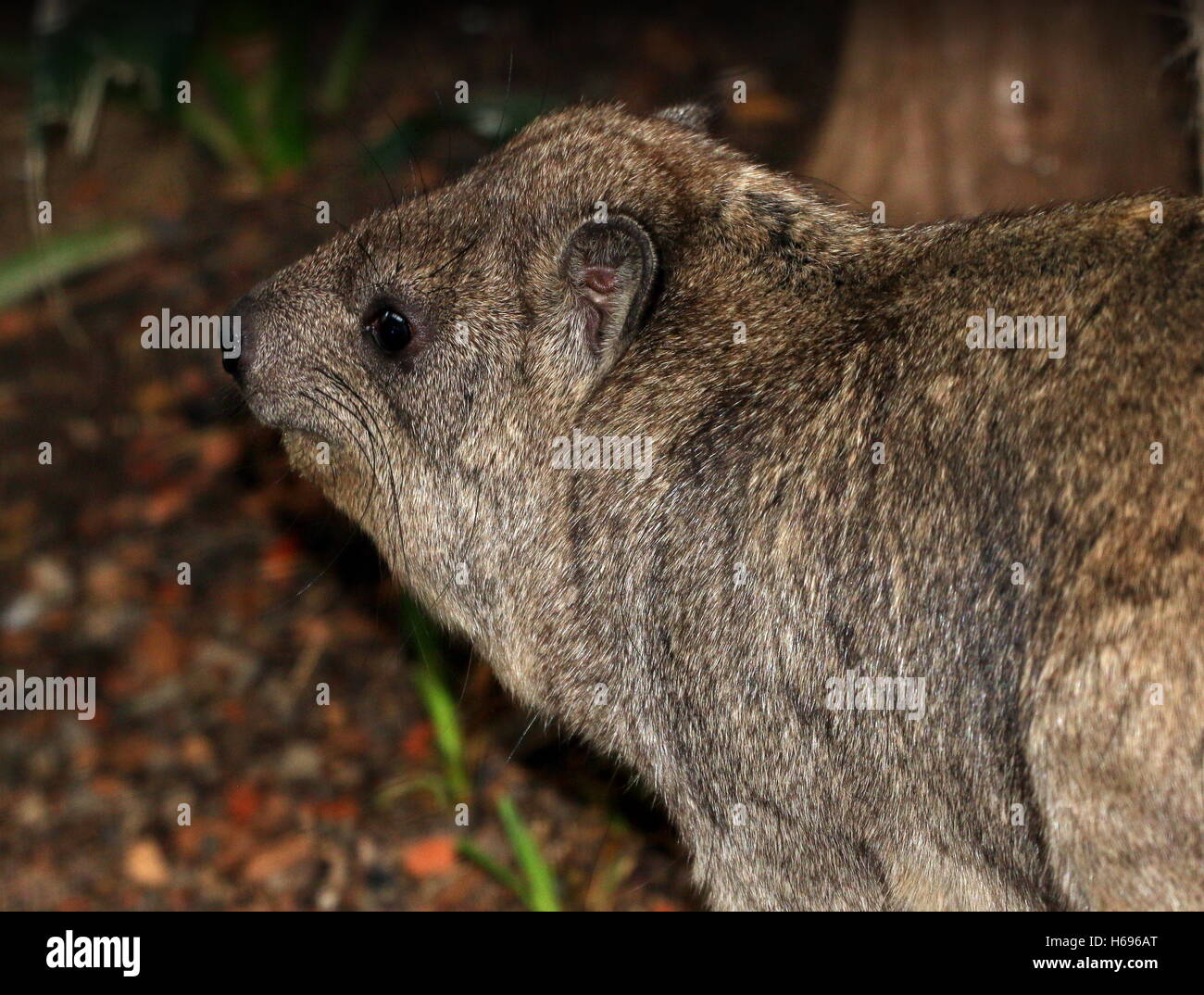 In profile close-up of a South African Cape or rock hyrax (Procavia capensis), a.k.a. Rock badger or 'Dassie' Stock Photo