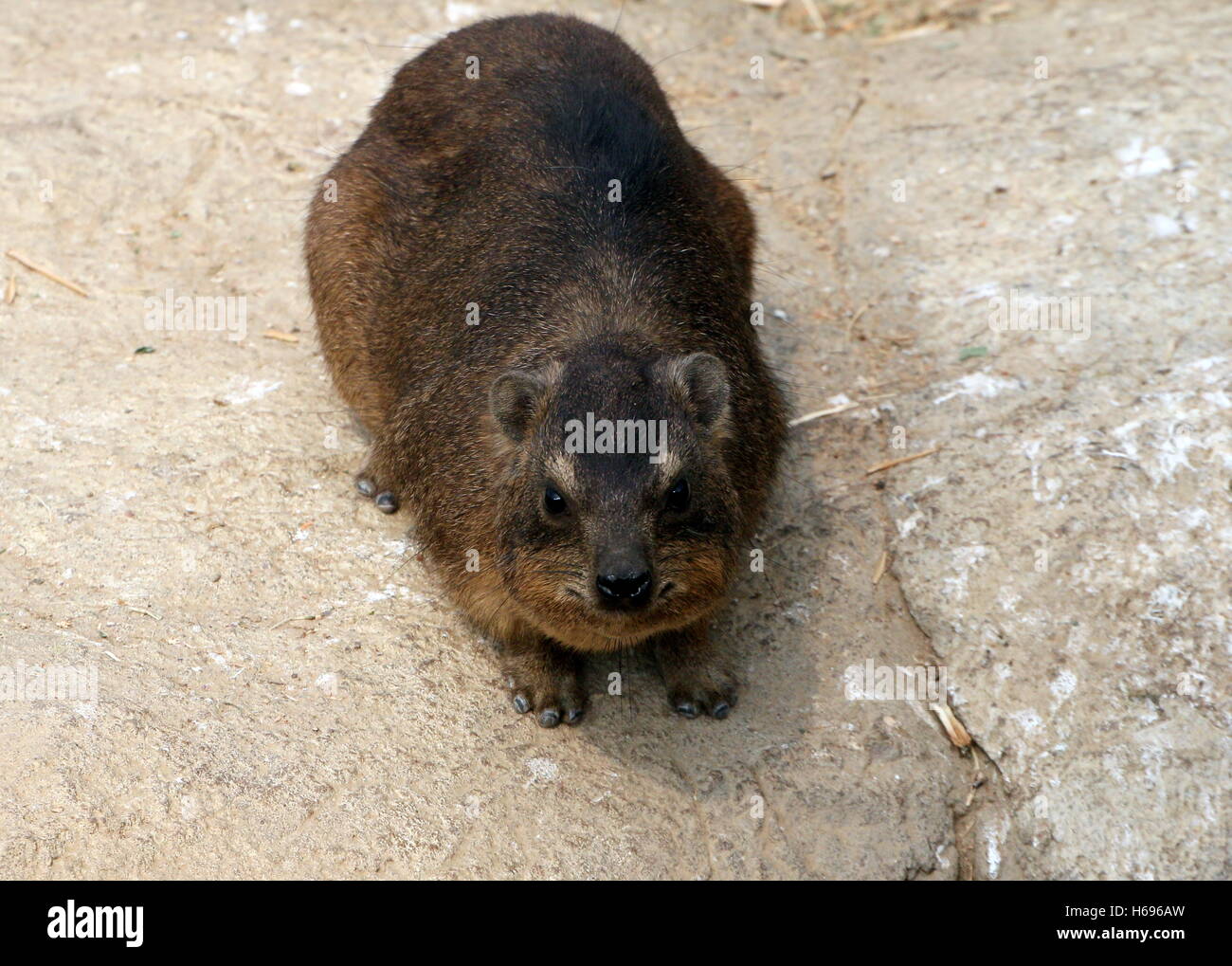 South African Cape Hyrax  (Procavia capensis)  facing the camera. A.k.a. Rock badger or 'Dassie' Stock Photo