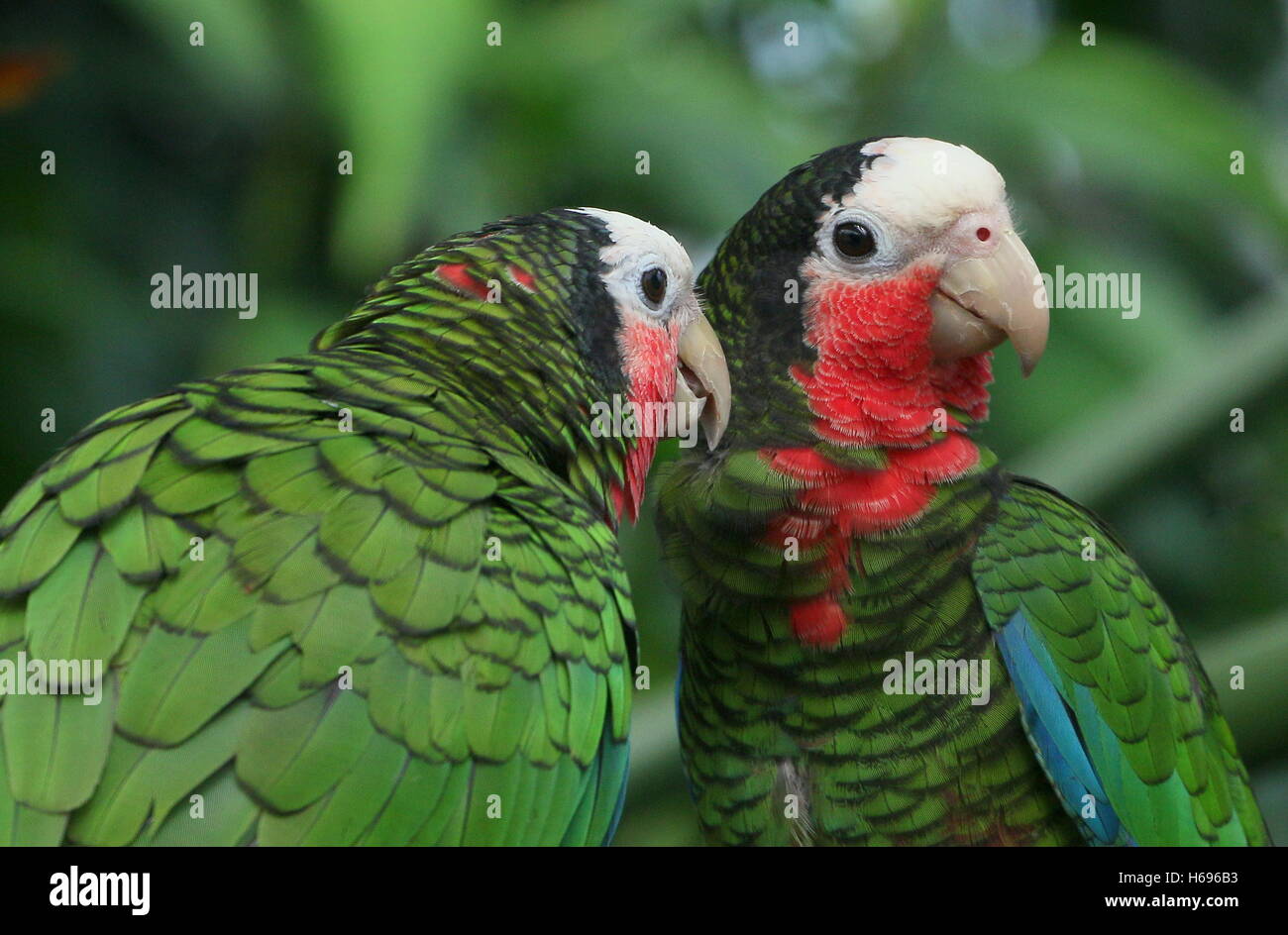 Flirting male and female Cuban Amazon Parrots, a.k.a. Rose-throated Parrots (Amazona leucocephala) Stock Photo