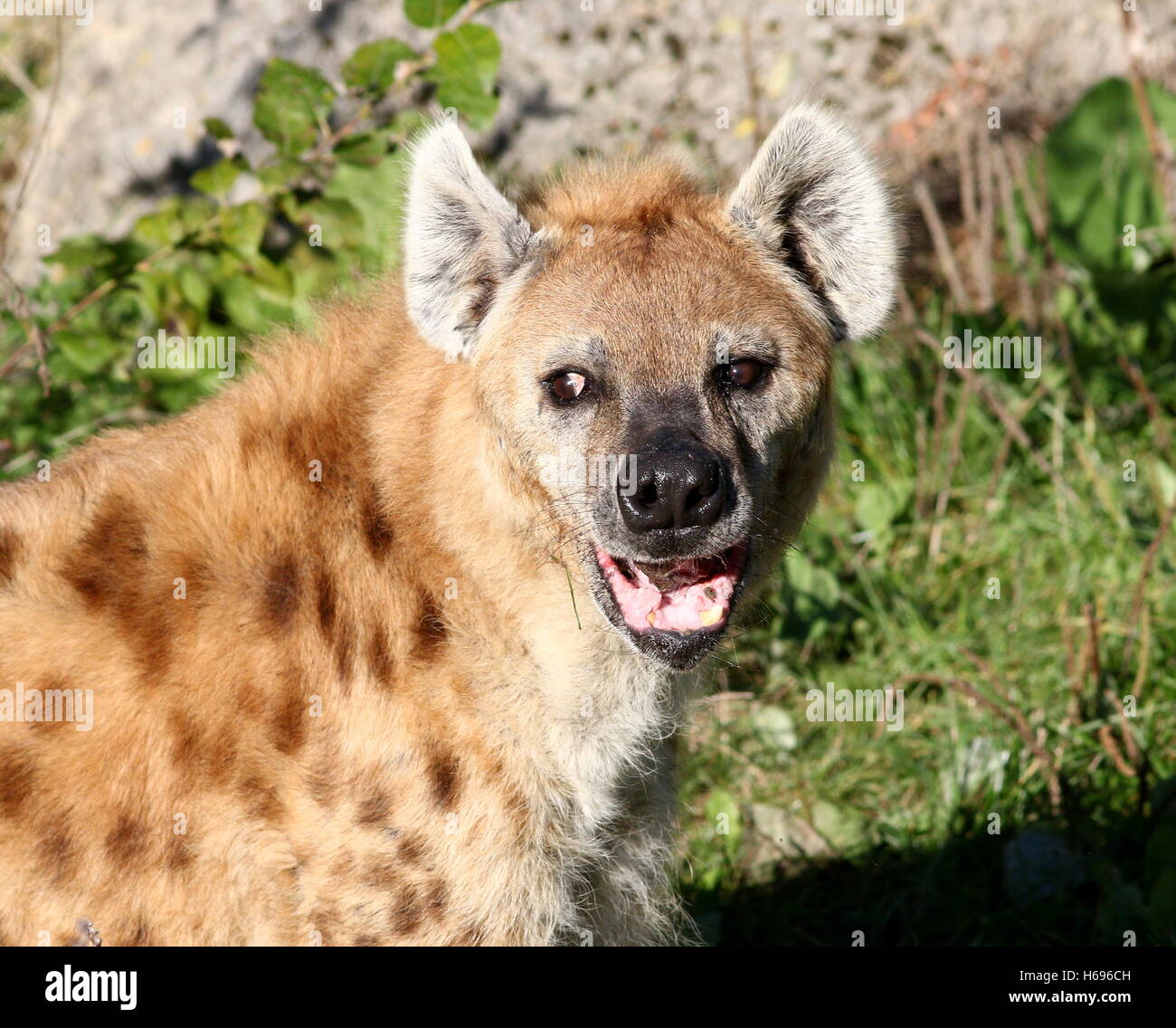 Spotted hyena crocuta crocuta snarling hi-res stock photography and