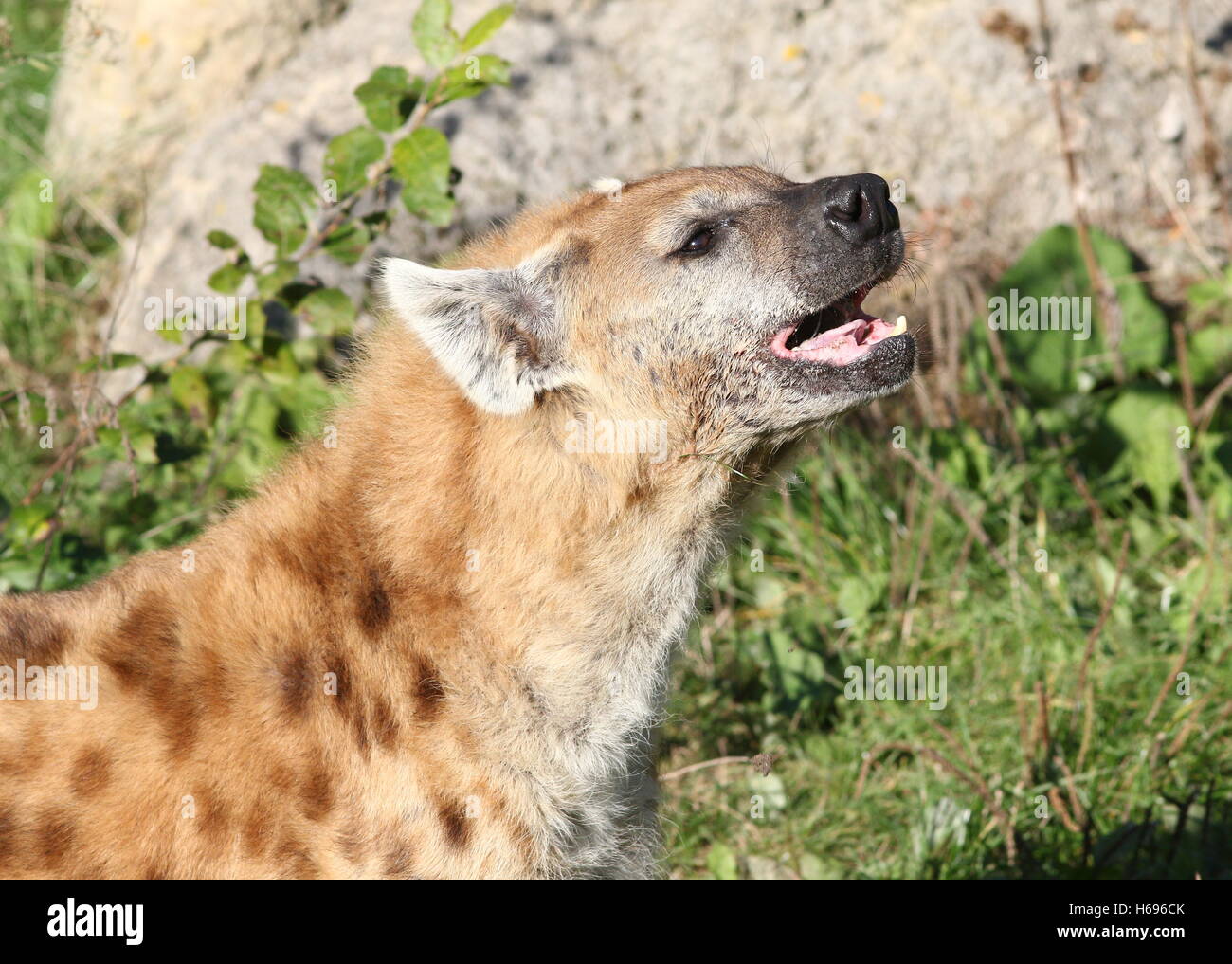 Growling African Spotted or laughing hyena (Crocuta crocuta) in close-up Stock Photo