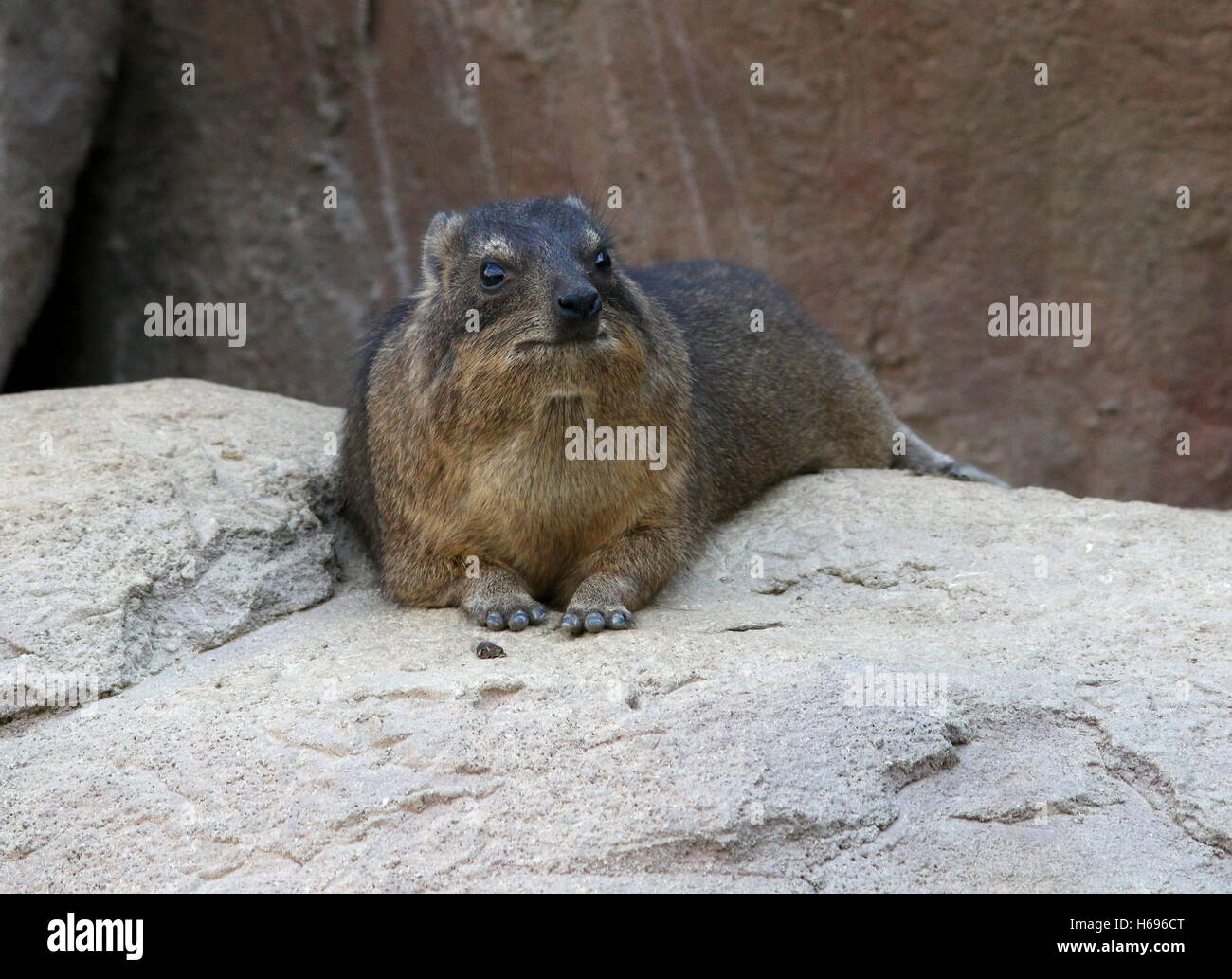 Male South African Cape or rock hyrax (Procavia capensis), a.k.a. Rock badger or 'Dassie' Stock Photo