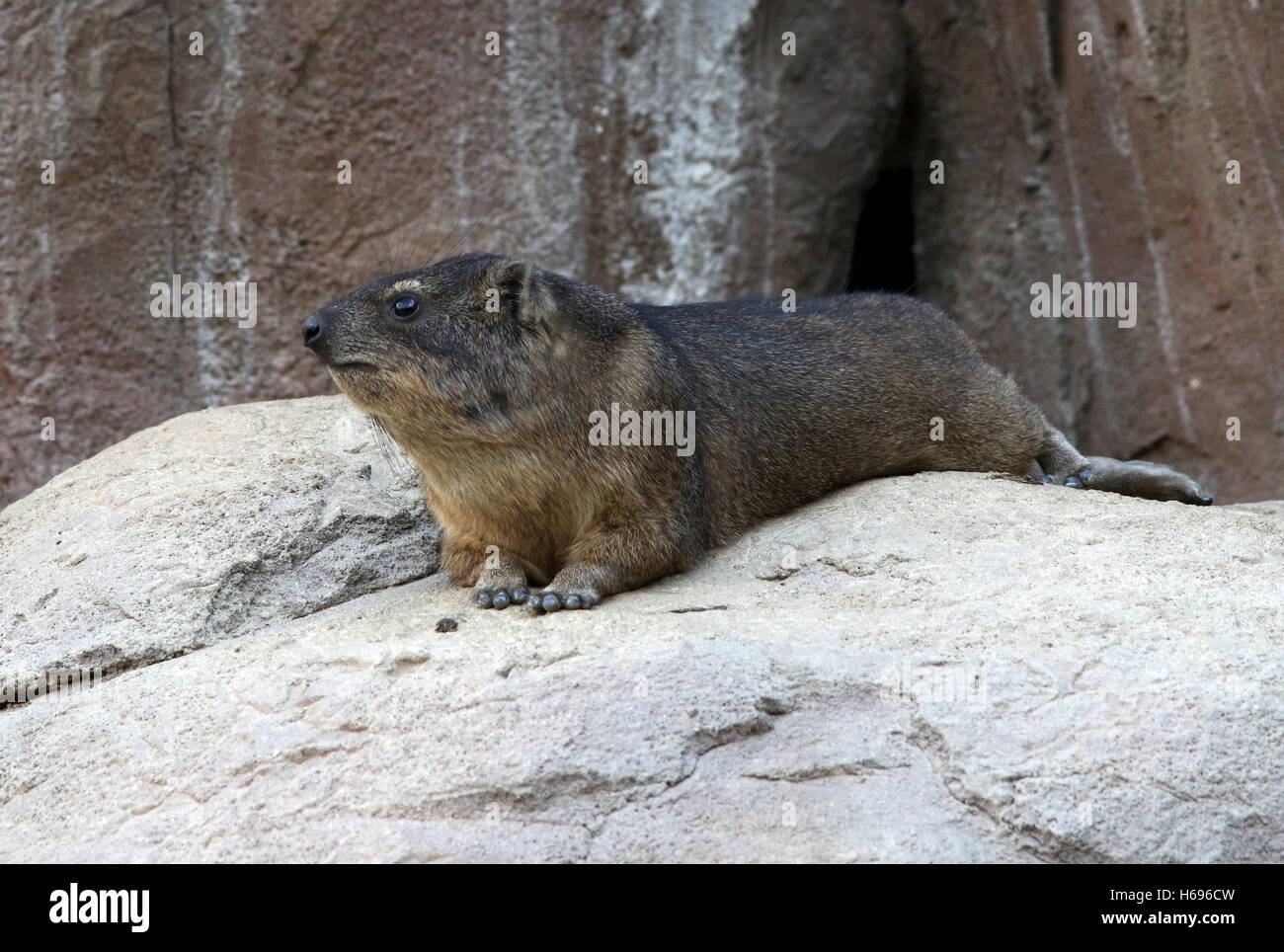 Resting male South African Cape or rock hyrax (Procavia capensis), a.k.a. Rock badger or 'Dassie' Stock Photo