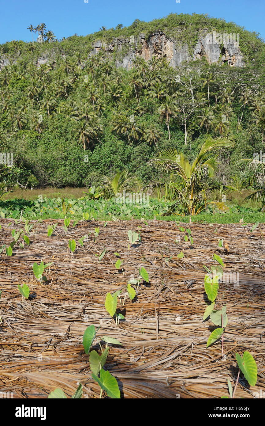 Taro plantation with tropical vegetation in background, Rurutu island, south Pacific, Austral archipelago, French Polynesia Stock Photo
