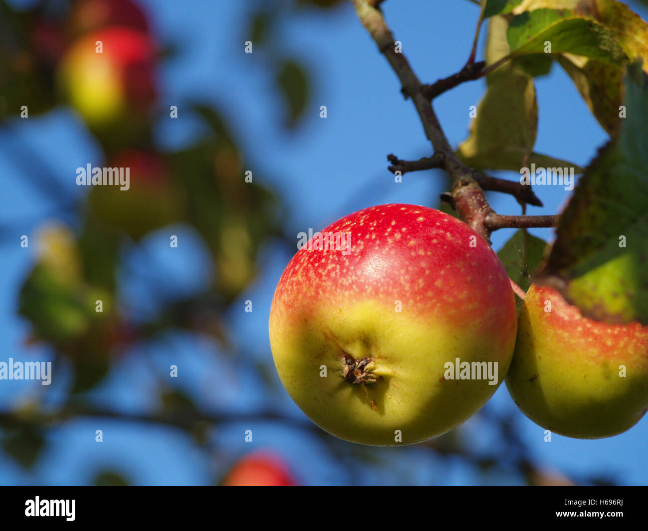 Apple tree sky hi-res stock photography and images - Alamy