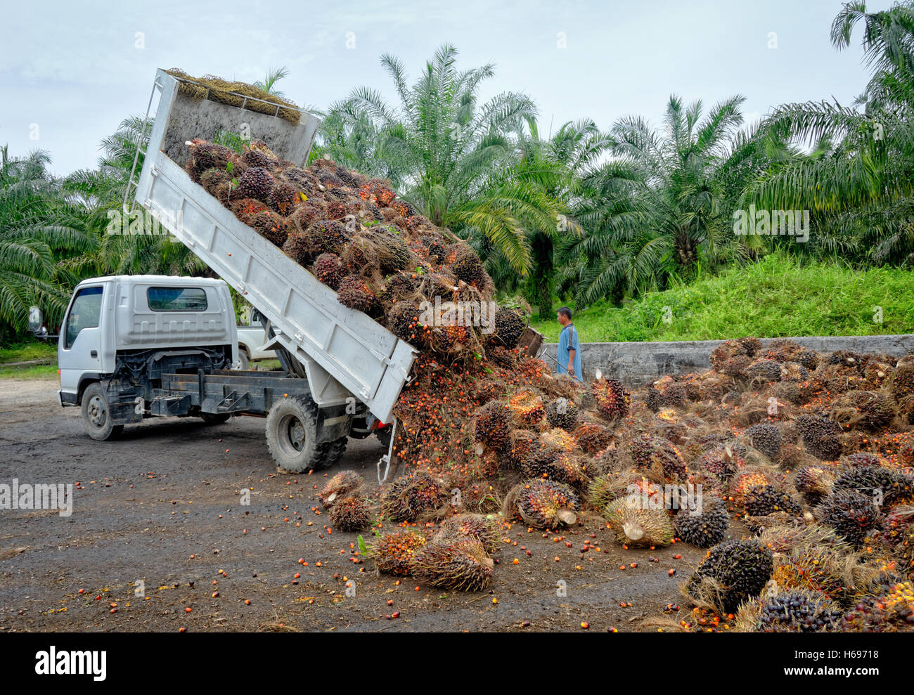 Plantation worker watches as a truck unloads freshly harvested oil palm fruit bunches at a collection point. Stock Photo
