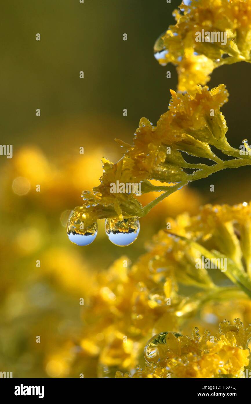 Canadian goldenrod, Solidago canadensis, and morning dew Stock Photo