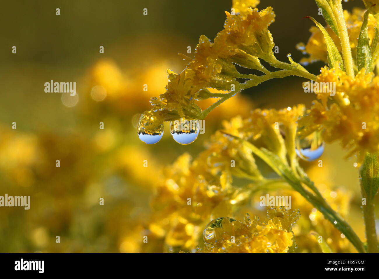 Canadian goldenrod, Solidago canadensis, and morning dew Stock Photo