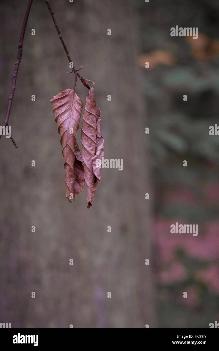 Dead Beech tree leaves in a woodland in Cornwall. Stock Photo
