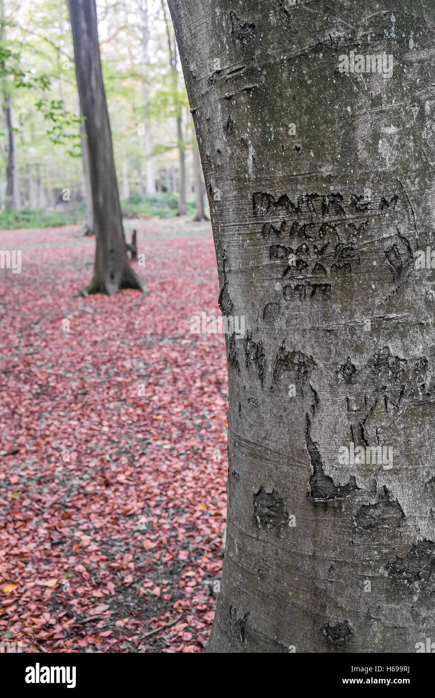 names-and-initials-carved-into-the-bark-of-a-beech-trees-in-thorndon