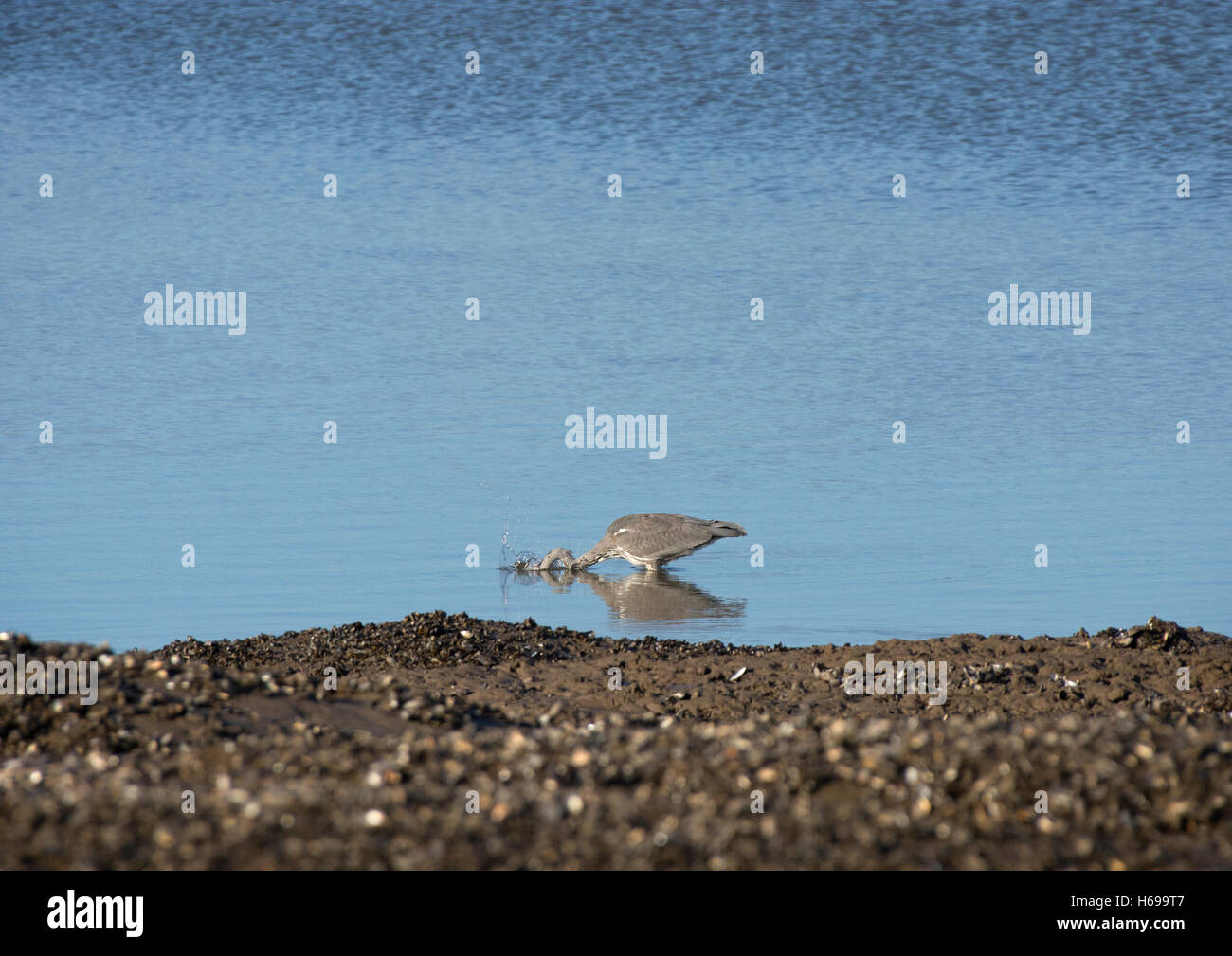 Grey Heron, Ardea cinerea, adult, hunting in calm blue water with reflection, Fleetwood, Lancashire, England, UK Stock Photo