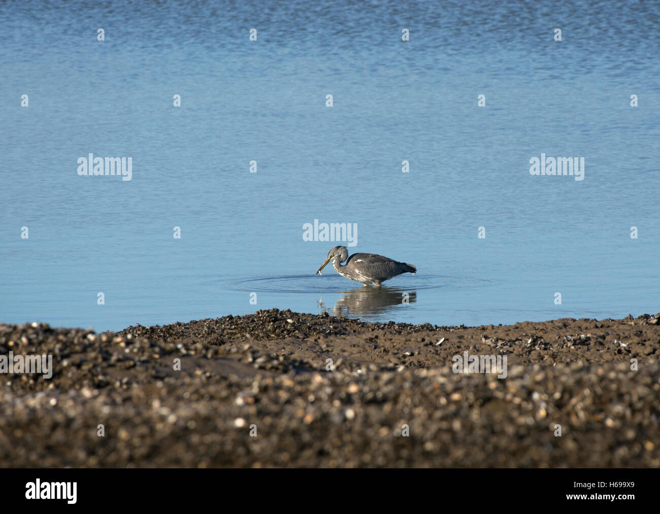 Grey Heron, Ardea cinerea, adult, hunting in calm blue water with reflection, Fleetwood, Lancashire, England, UK Stock Photo