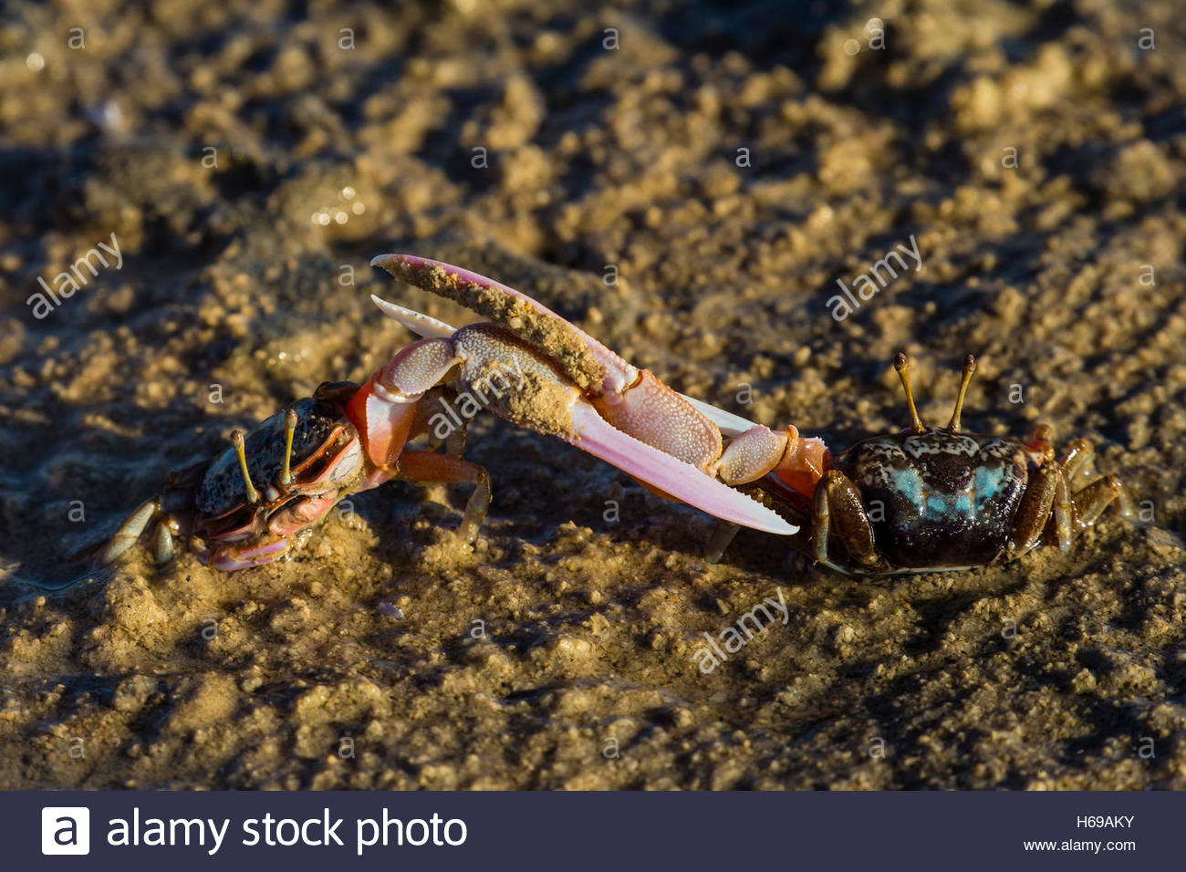 A close up view of a Fidler Crab on Jar Island in the Kimberley Region of Northwest Australia. Stock Photo