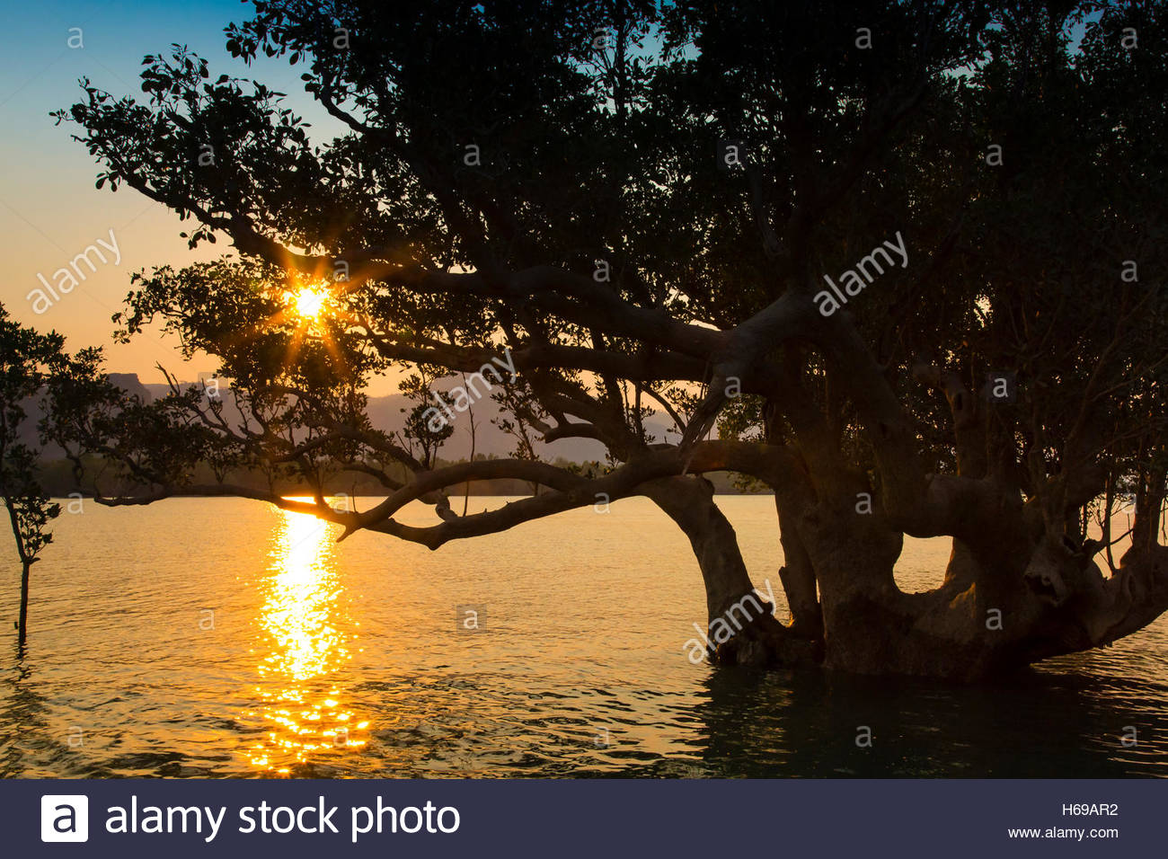 The sun sets behind a Tea Mangrove (Pelliciera rhizophorae) near Hunter River in the Kimberley Region of Northwest Australia. Stock Photo