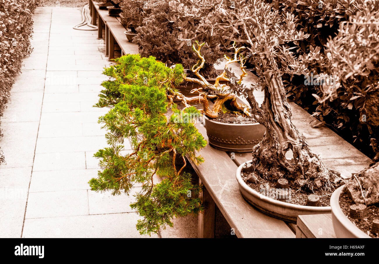 there are many interesting plants in bonsai collection of madrid botanic  garden, spain Stock Photo - Alamy