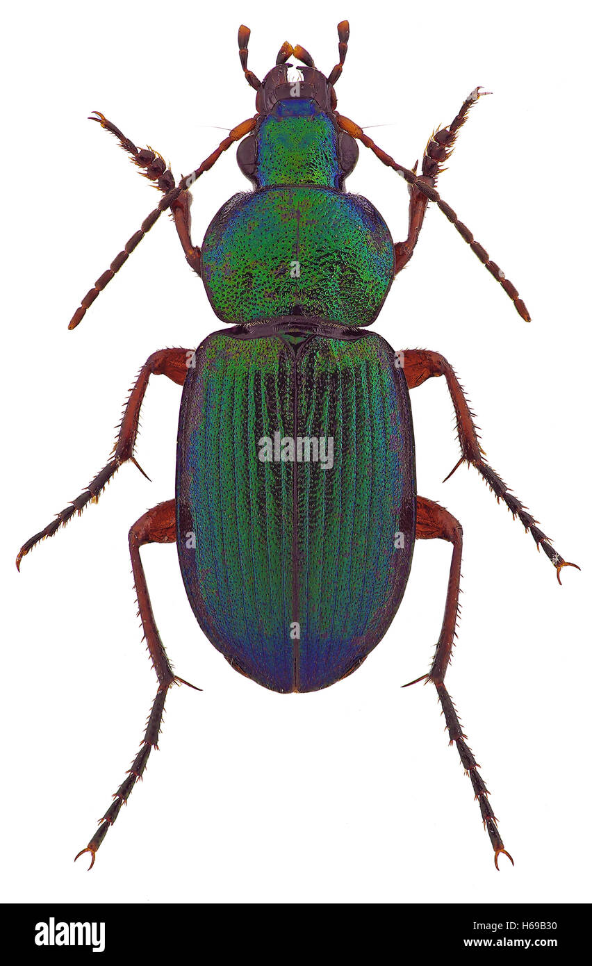 Dinodes decipiens ground beetle isolated on white Stock Photo
