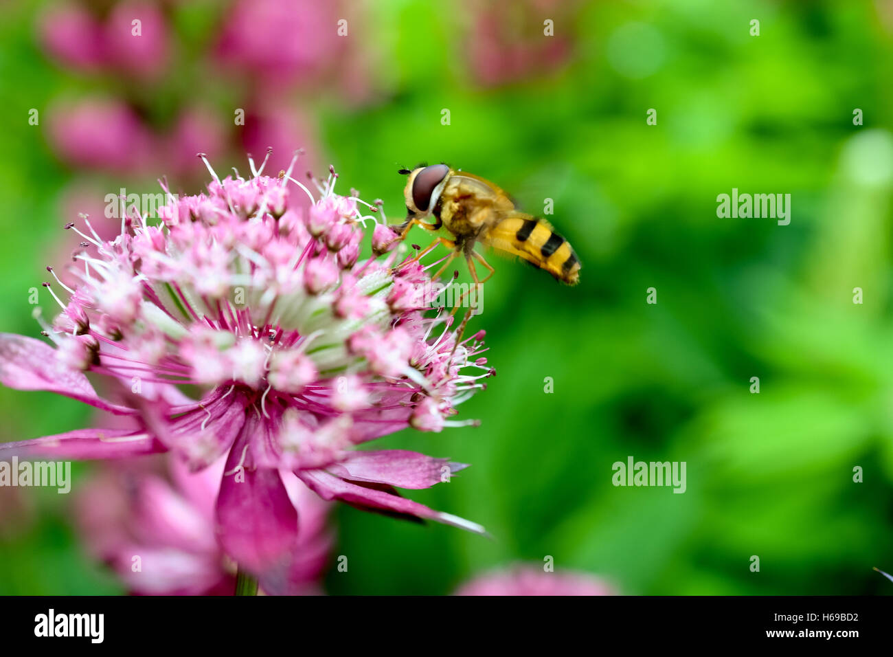 Bug/insect yellow and black landing on pink flower Stock Photo
