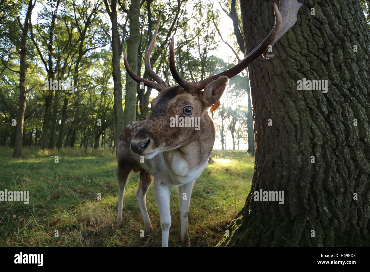 Deer with antlers Close up Stock Photo