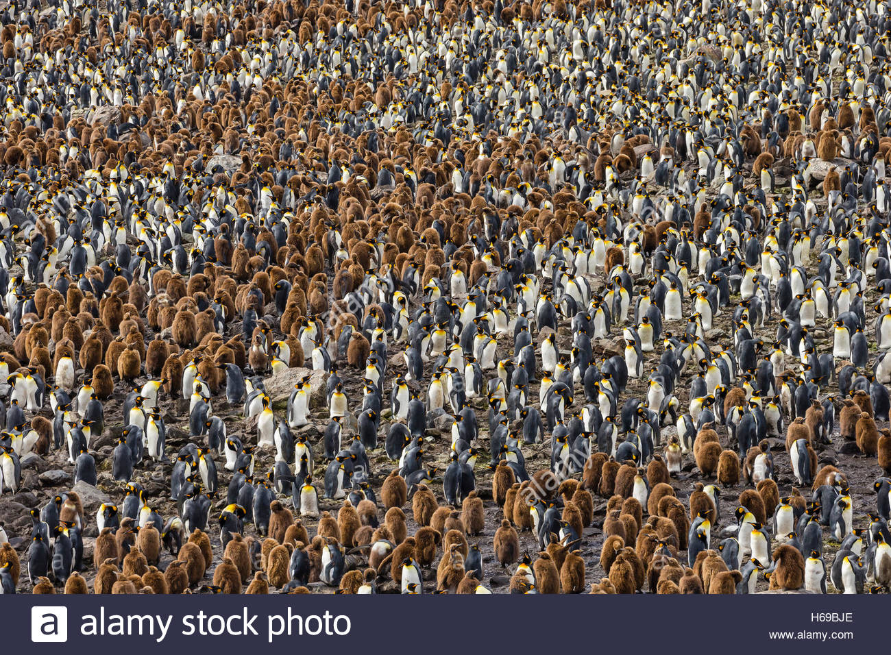 A nesting colony of King Penguins on the Salisbury Plains in South Georgia, Antarctica. Stock Photo