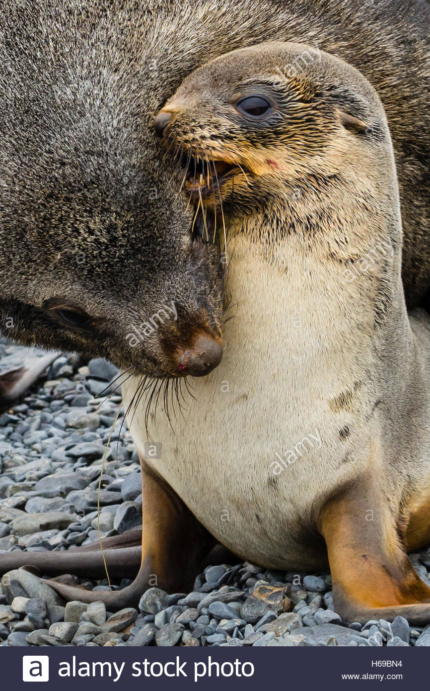 Antarctic Fur Seals exhibiting mating behavior on Prion Island in South