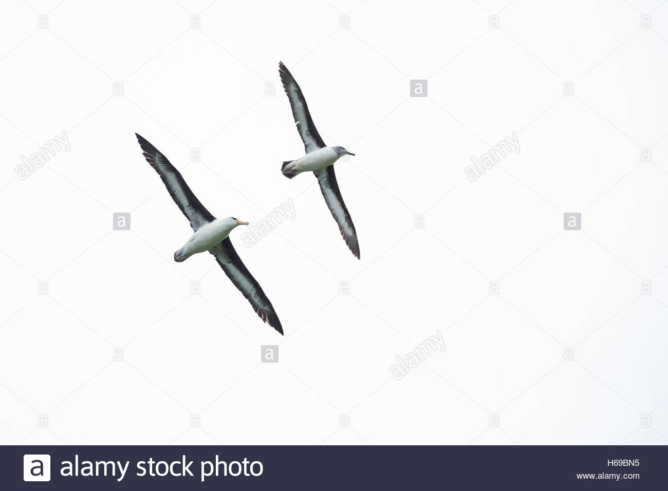 A courtship flight of two Gray-headed Albatross near Elsehul Bay in South Georgia, Antarctica. Stock Photo