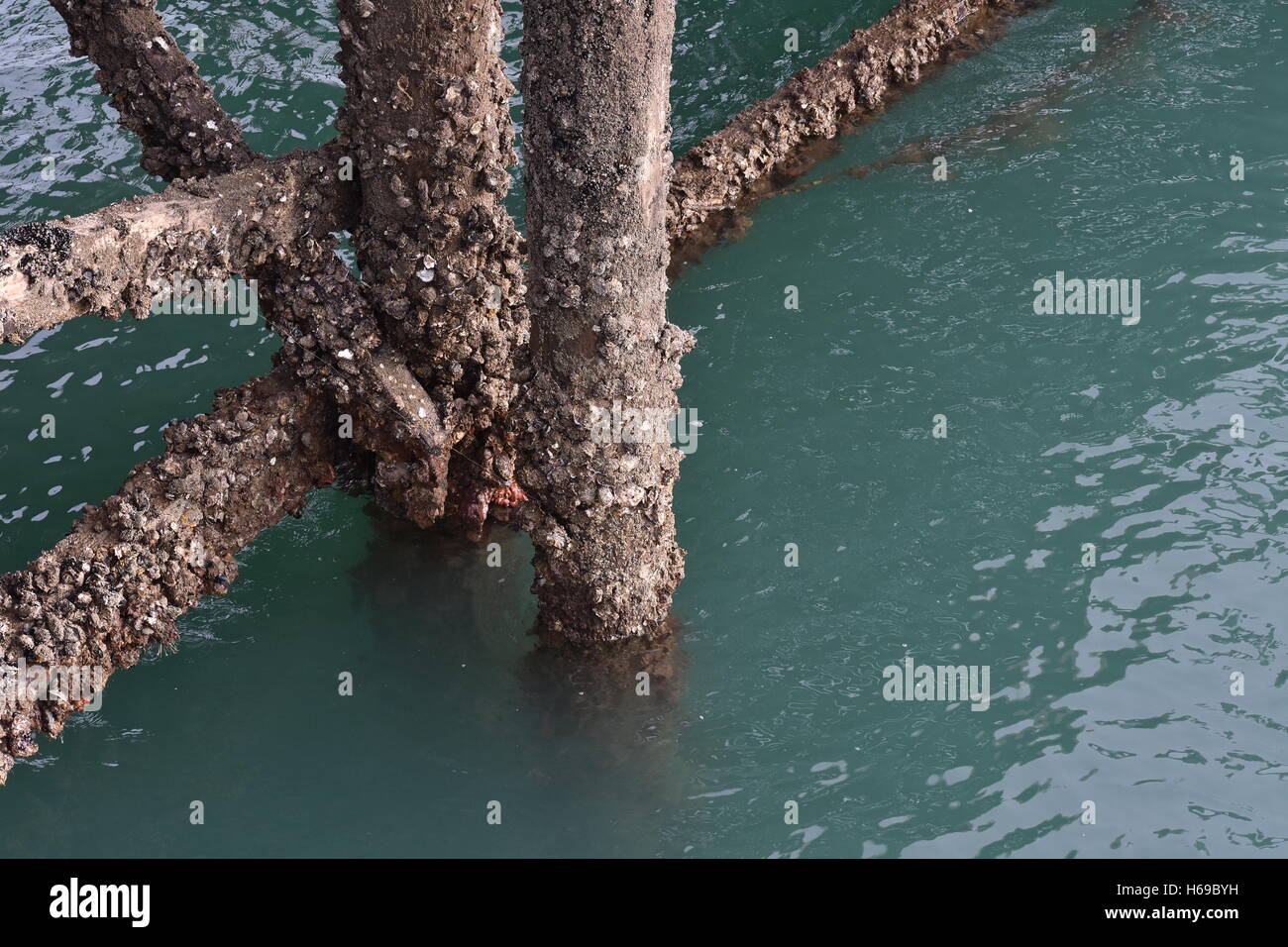 Wooden pier support poles covered with oyster shells Stock Photo