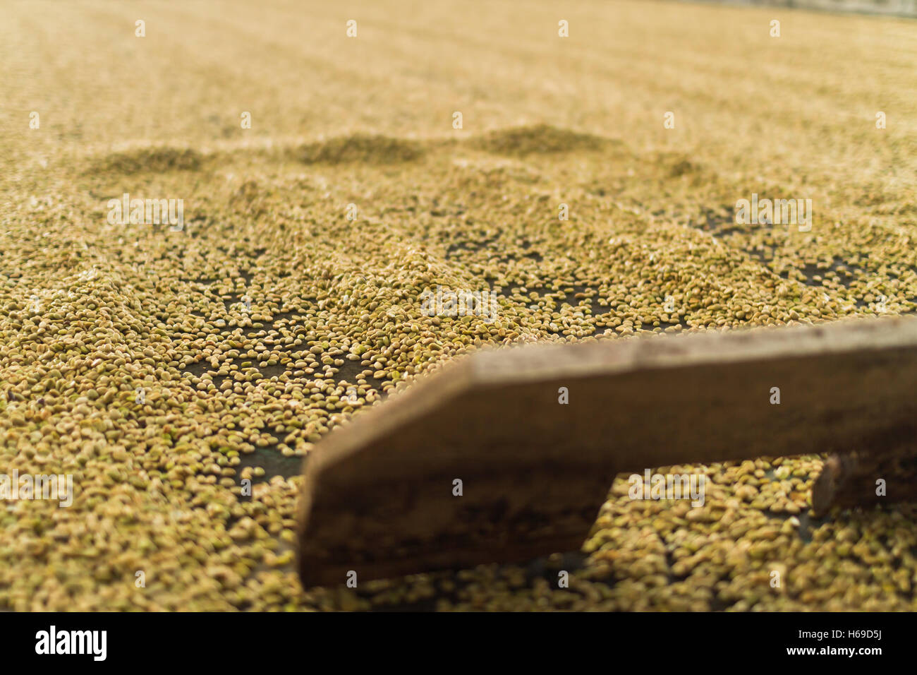 Drying coffee beans on the floor with marks left by a rake and some ...