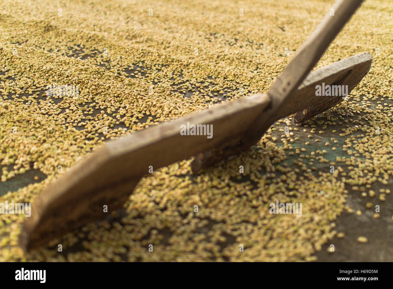 Drying coffee beans on the floor with diagonal marks left by a rake and ...