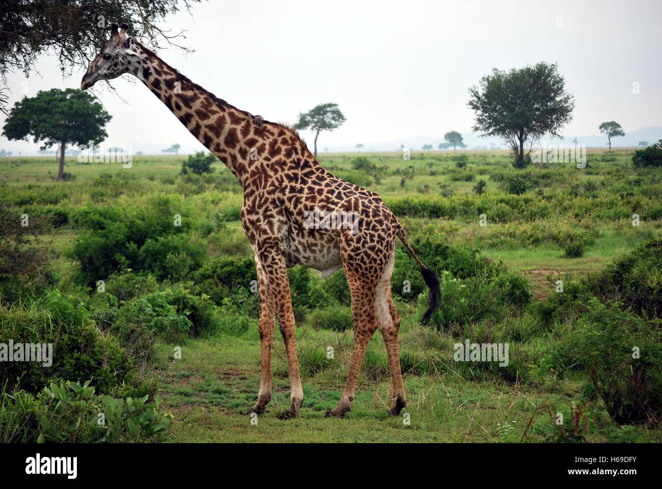 Giraffe which eats tree leaves in the Tanzanian meadow Stock Photo Alamy