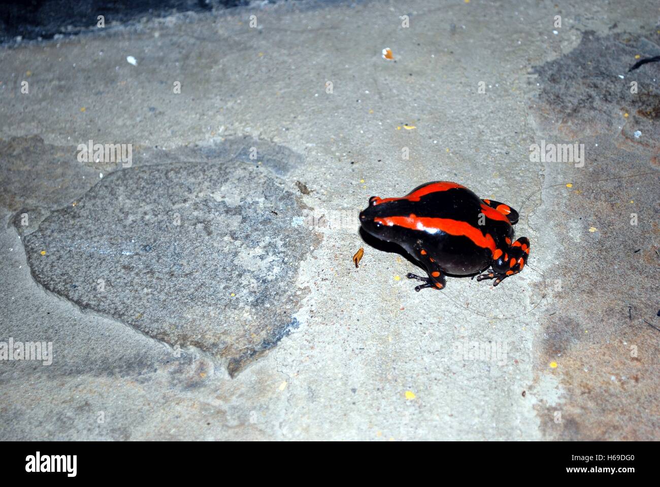 A black and red frog on a stone floor Stock Photo