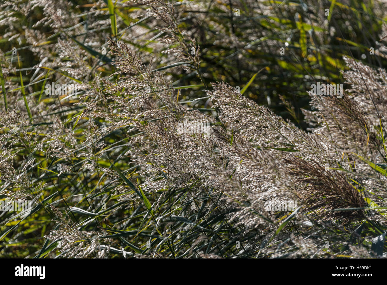 The seed heads of the common reed blowing in the wind Stock Photo - Alamy
