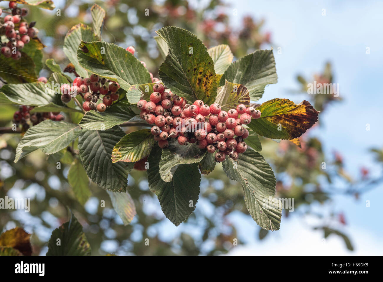 The red berries of the Whitebeam tree Stock Photo