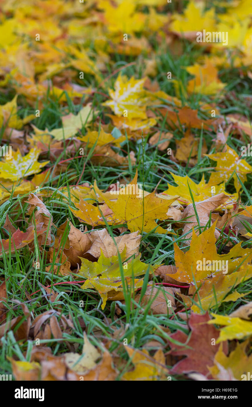 Ground with grass and yellow leaves hi-res stock photography and images ...