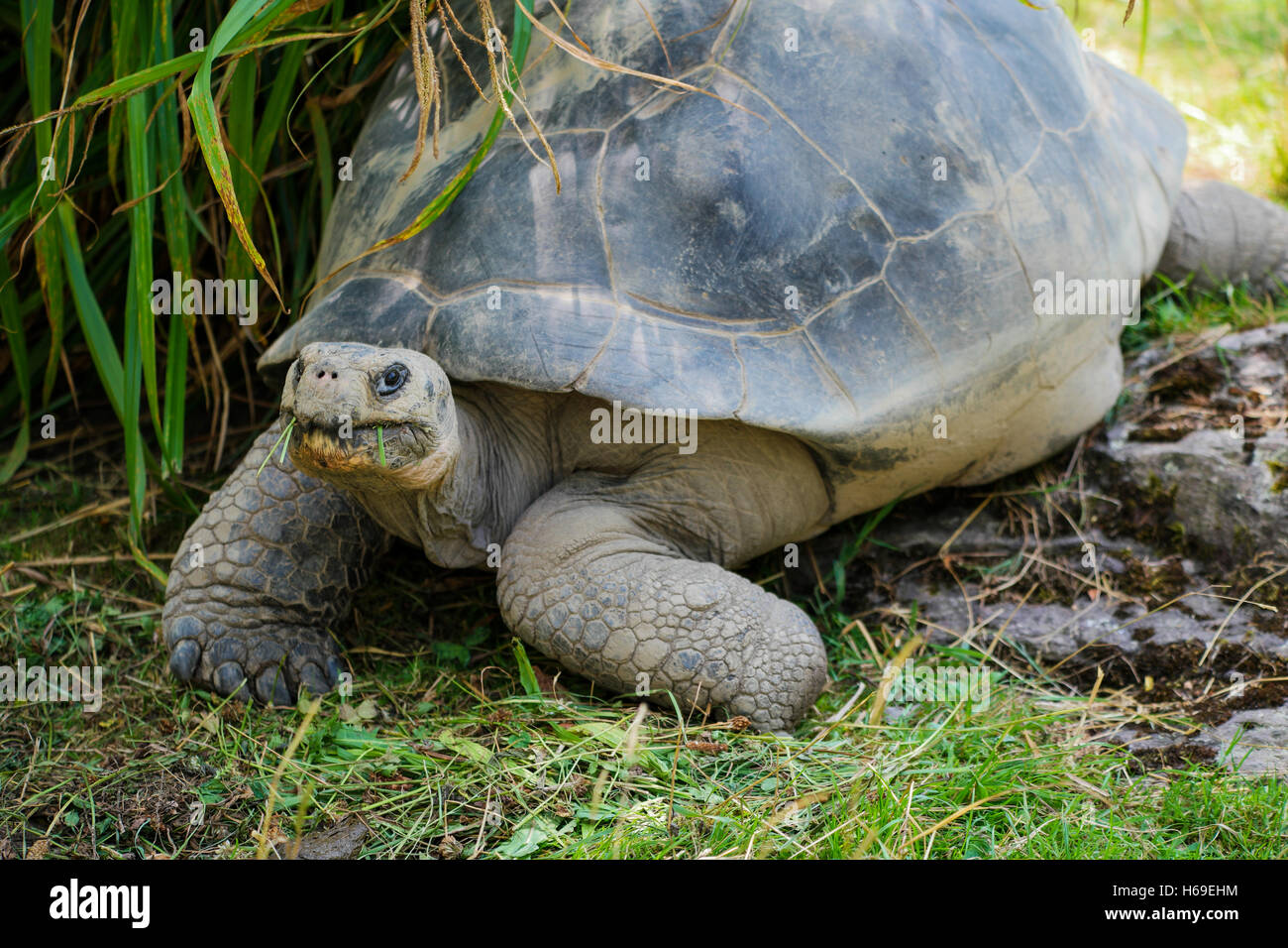 A Galapagos tortoise eating some grass in the zoo Stock Photo
