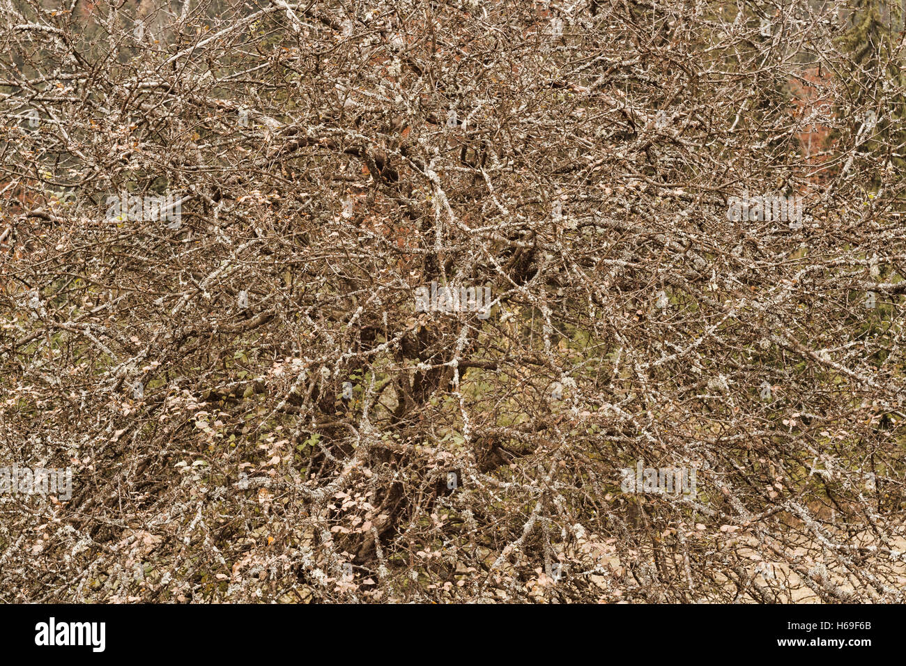texture of dry tree Stock Photo