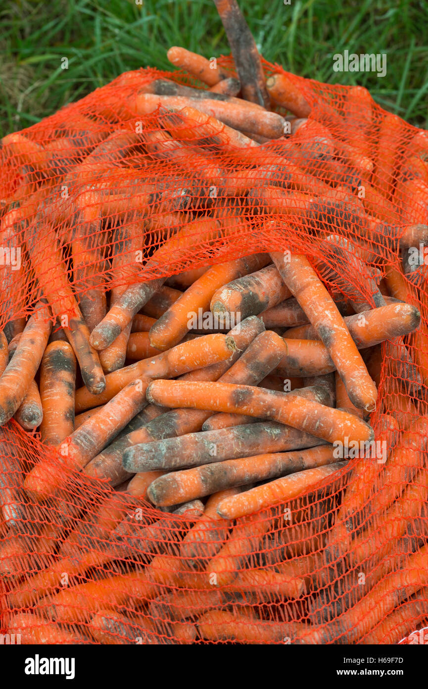 A Sack of Rotting Carrots Stock Photo
