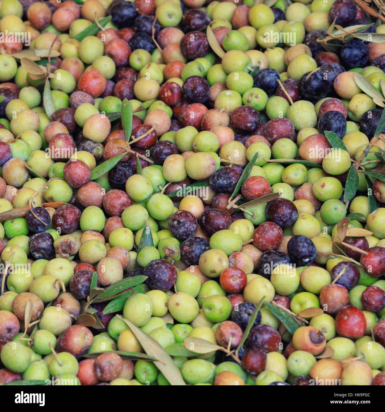 Olive texture hires stock photography and images Alamy