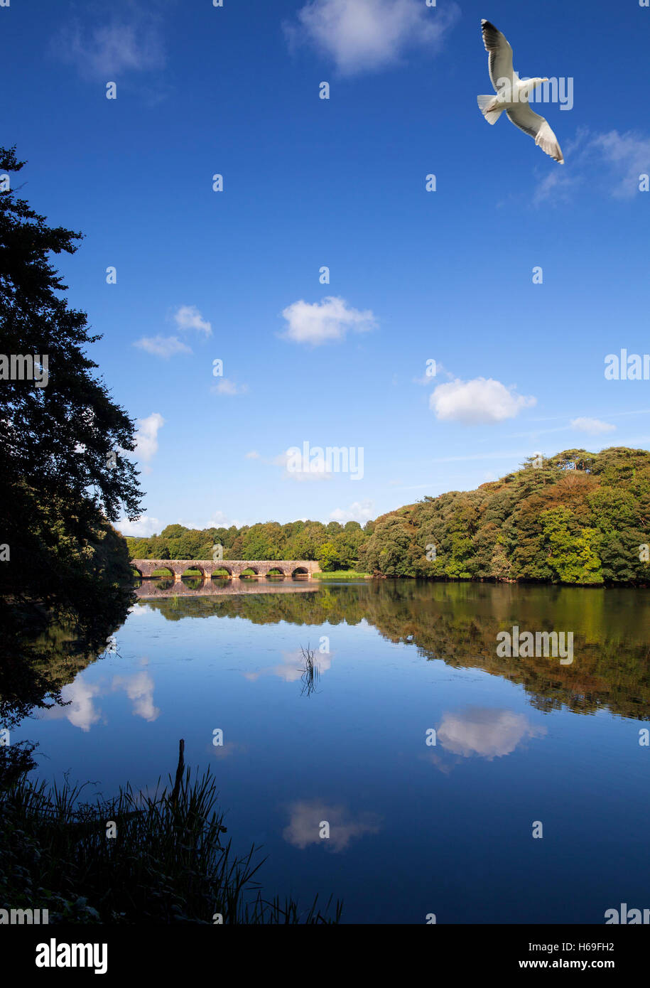 Bosherston lily ponds autumn hi-res stock photography and images - Alamy