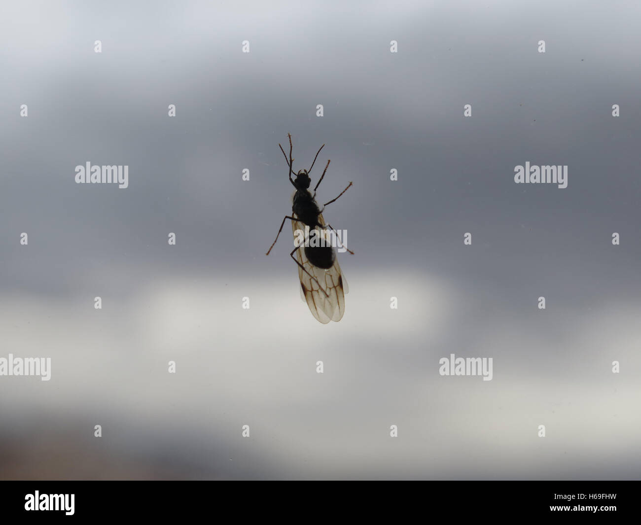 closeup of Flying ant on window against cloudy sky Stock Photo Alamy