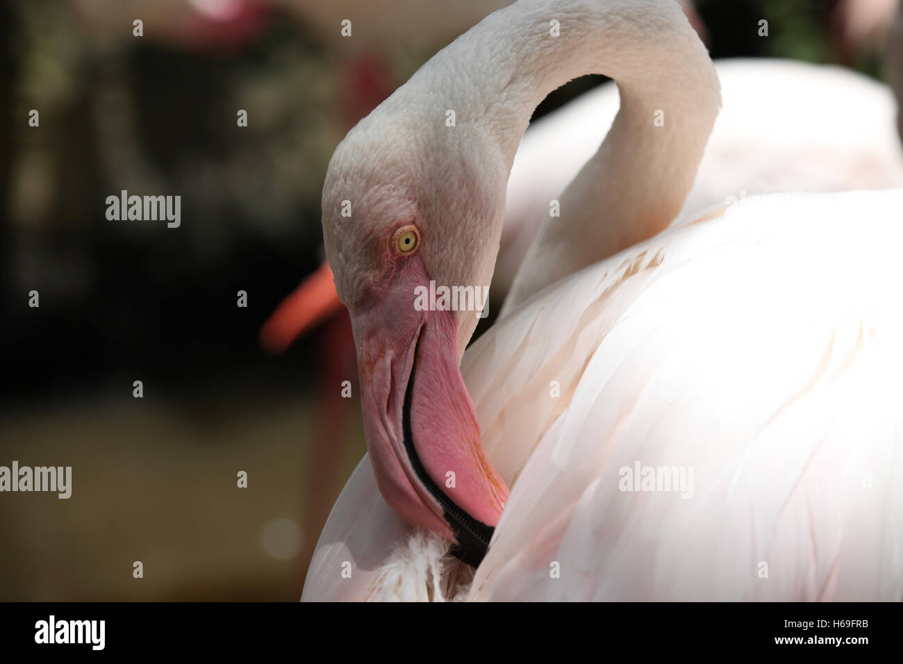Pink flamingo with a graceful neck, Thailand, Southeast Asia Stock