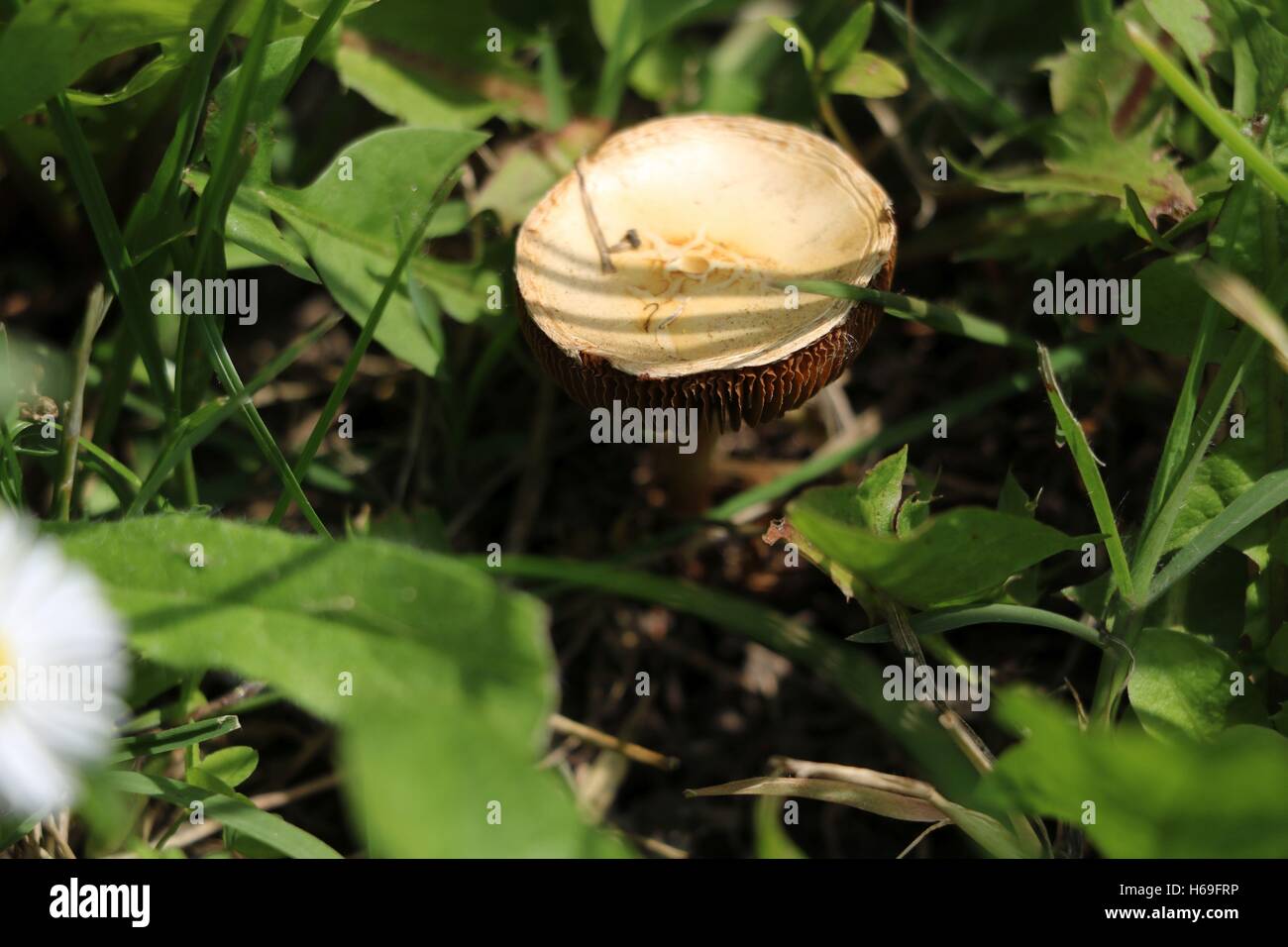 Forest mushrooms in the grass Stock Photo