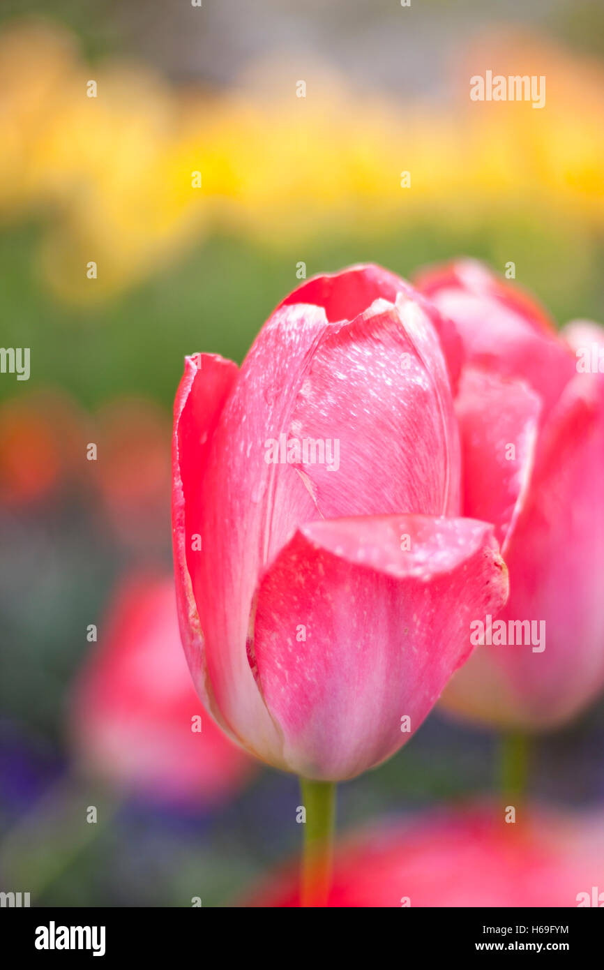Tulip tulips bloom blossoms flower flowers spring spring flower style stalks styles green red color spring summer colorful leaf Stock Photo