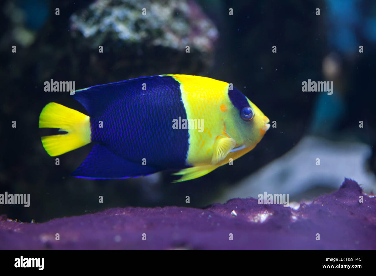 Bicolor angelfish (Centropyge bicolor), also known as the oriole angelfish. Wildlife animal. Stock Photo
