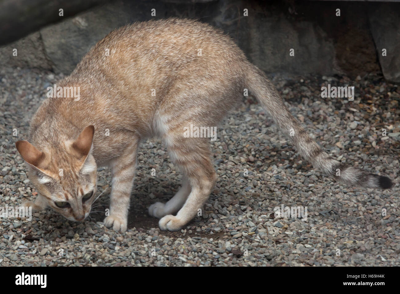 Arabian wildcat (Felis silvestris gordoni), also known as the Gordon's wildcat. Wildlife animal. Stock Photo