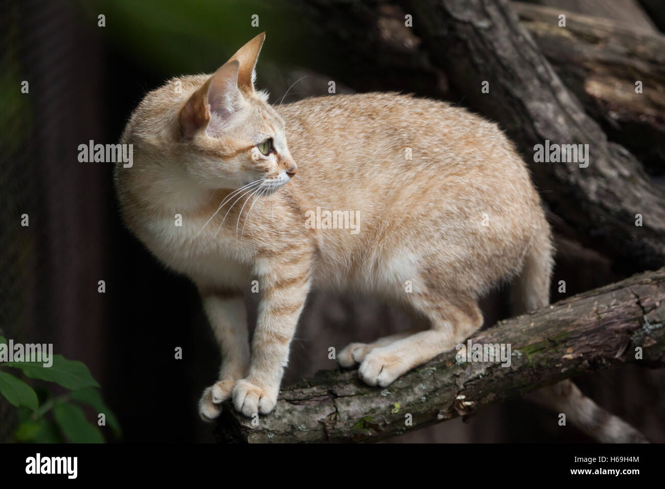 Arabian wildcat (Felis silvestris gordoni), also known as the Gordon's wildcat. Wildlife animal. Stock Photo