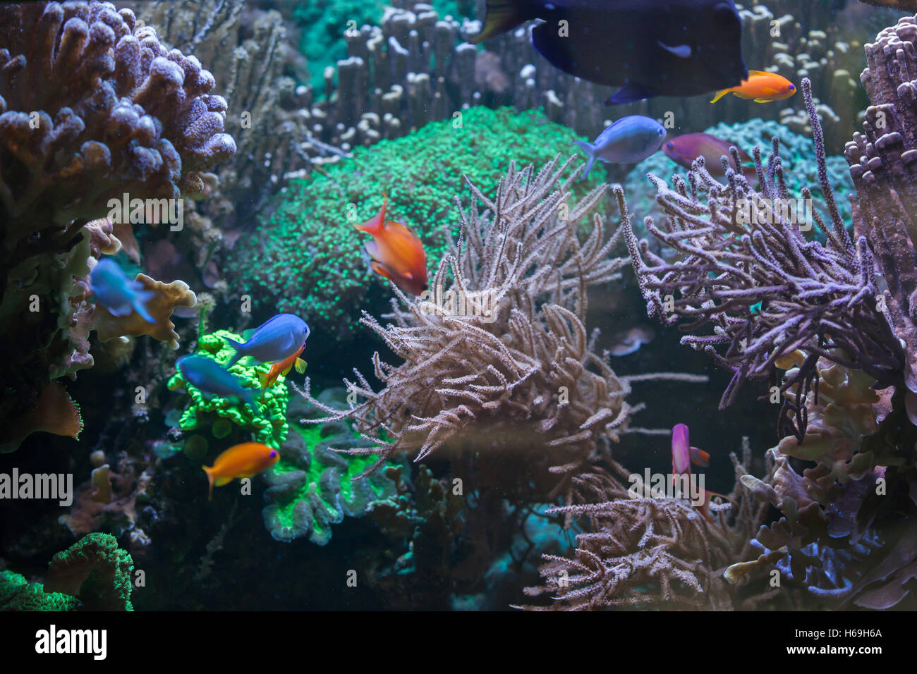 Tropical fish at the Great Barrier Reef. Sea life. Stock Photo
