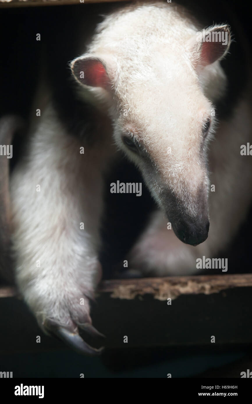 Southern tamandua (Tamandua tetradactyla), also known as the collared anteater or lesser anteater. Wildlife animal. Stock Photo